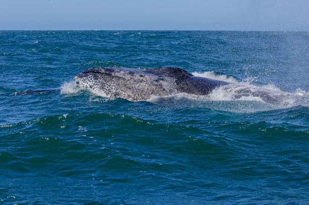istock Sideview of Humpback Whale Swimming on Ocean Surface 1364664443