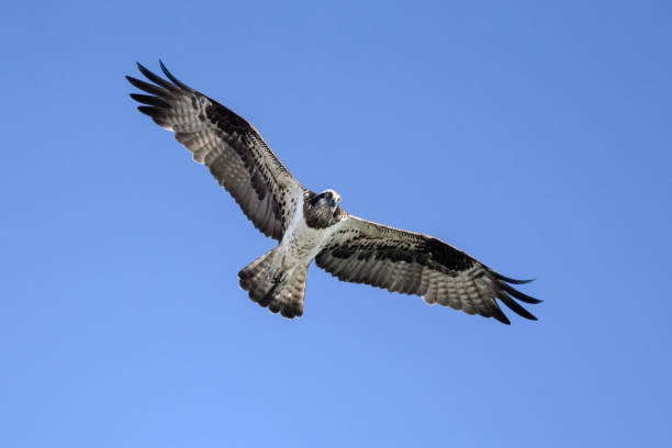 Free Stock Photo of Osprey soars majestically through clear blue sky ...