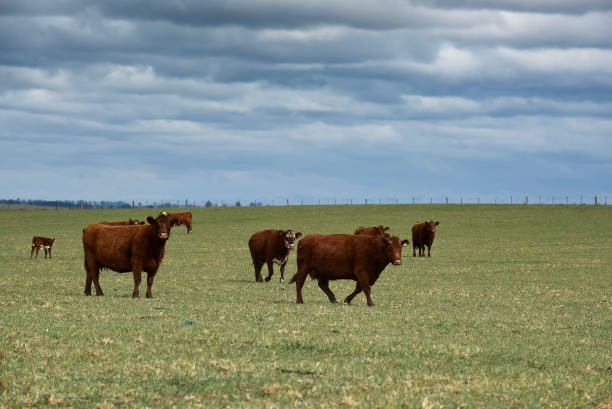 istock Cattle and  calf sucking, Argentine countryside, 1364668211