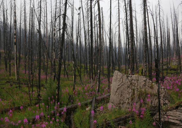 Fireweed Sprouting 40+ Canadian Willowherb Stock Photos, Pictures & Royalty-Free Images ...
