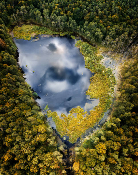 istock Bory Tucholskie Lake 1364669811