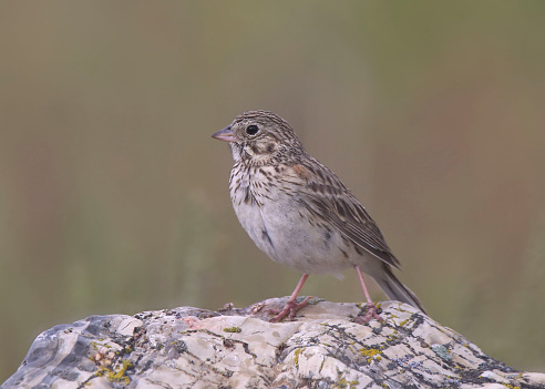 Vesper Sparrow (pooecetes gramineus) perched on a big rock