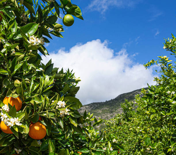 istock Valencian orange and orange blossoms. Spain. Spring harvest 1364670639