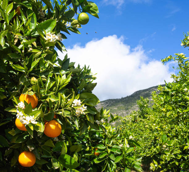 istock Valencian orange and orange blossoms. Spain. Spring harvest 1364670640