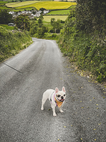 Cute French Bulldog walking at the country side in the Lake District, England