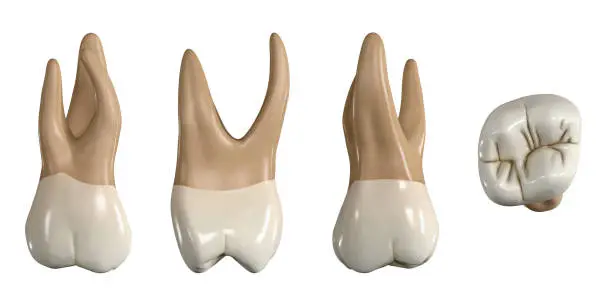 Photo of Permanent upper second molar tooth. 3D illustration of the anatomy of the maxillary second molar tooth in buccal, proximal, lingual and occlusal views. Dental anatomy through 3D illustration