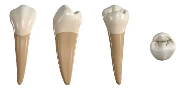 Photo of Permanent lower first premolar tooth. 3D illustration of the anatomy of the mandibular first premolar tooth in buccal, proximal, lingual and occlusal views. Dental anatomy through 3D illustration
