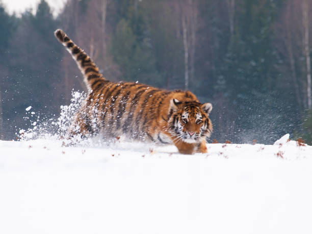 istock Young siberian tiger running through russian taiga in winter (Panthera tigris altaica) 1364673339