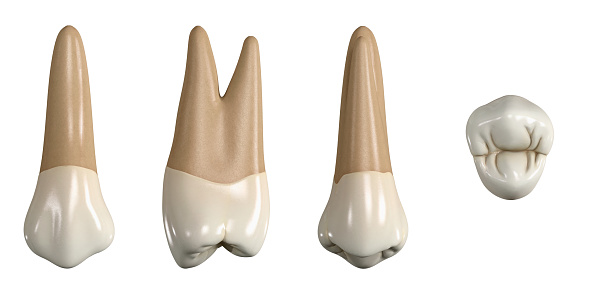 Primer diente premolar superior permanente. Ilustración 3D de la anatomía del primer diente premolar maxilar en vistas bucales, proximales, linguales y oclusales. Anatomía dental a través de la ilustración 3D photo