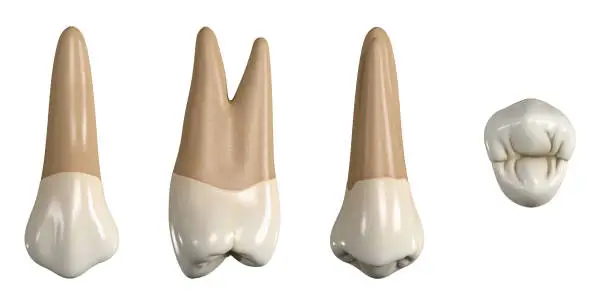 Photo of Permanent upper first premolar tooth. 3D illustration of the anatomy of the maxillary first premolar tooth in buccal, proximal, lingual and occlusal views. Dental anatomy through 3D illustration