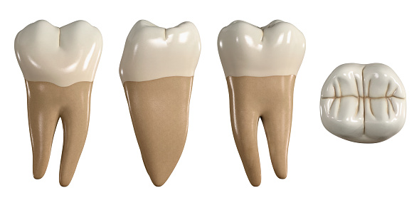 Diente segundo molar inferior permanente. Ilustración 3D de la anatomía del segundo diente molar mandibular en vistas bucales, proximales, linguales y oclusales. Anatomía dental a través de la ilustración 3D photo