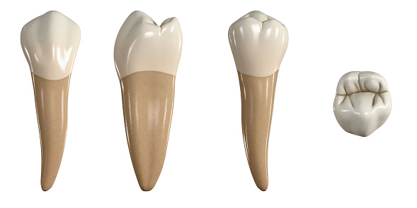 Segundo diente premolar inferior permanente. Ilustración 3D de la anatomía del segundo diente premolar mandibular en vistas bucales, proximales, linguales y oclusales. Anatomía dental a través de la ilustración 3D photo