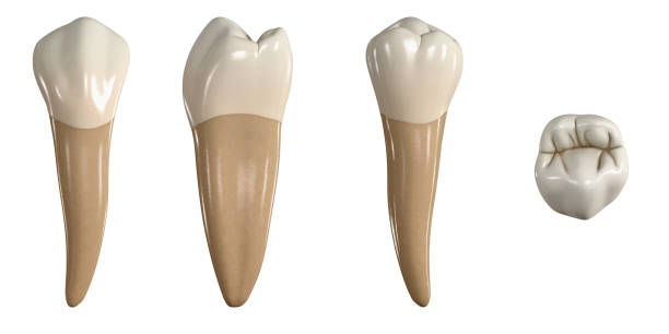 Permanent lower second premolar tooth. 3D illustration of the anatomy of the mandibular second premolar tooth in buccal, proximal, lingual and occlusal views. Dental anatomy through 3D illustration Permanent lower second premolar tooth. 3D illustration of the anatomy of the mandibular second premolar tooth in buccal, proximal, lingual and occlusal views. Dental anatomy through 3D illustration cusp stock pictures, royalty-free photos & images