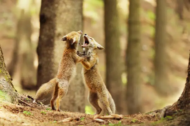Cubes of red fox trying to fight  each other in summer forest - Vulpes vulpes