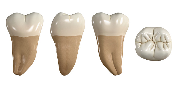 Diente permanente del tercer molar inferior. Ilustración 3D de la anatomía del tercer diente molar mandibular en vistas bucales, proximales, linguales y oclusales. Anatomía dental a través de la ilustración 3D photo