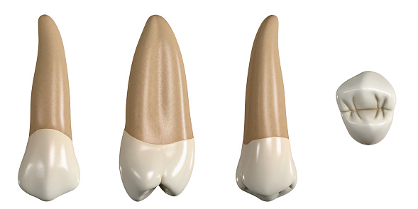 Diente premolar superior permanente. Ilustración 3D de la anatomía del segundo diente premolar maxilar en vistas bucales, proximales, linguales y oclusales. Anatomía dental a través de la ilustración 3D photo