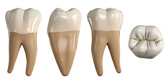Diente primero molar inferior permanente. Ilustración 3D de la anatomía del primer diente molar mandibular en vistas bucales, proximales, linguales y oclusales. Anatomía dental a través de la ilustración 3D photo