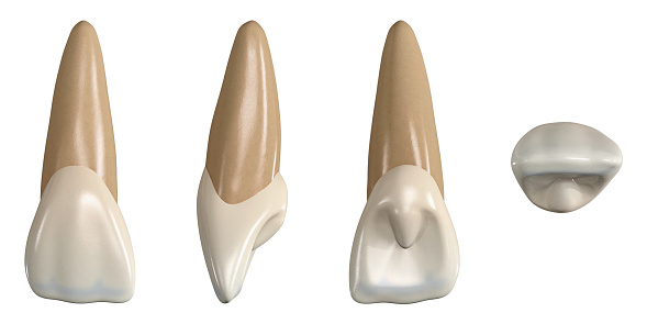 Diente incisivo central superior permanente. Ilustración 3D de la anatomía del diente incisivo central maxilar en vistas bucales, proximales, linguales y oclusales. Anatomía dental a través de la ilustración 3D photo