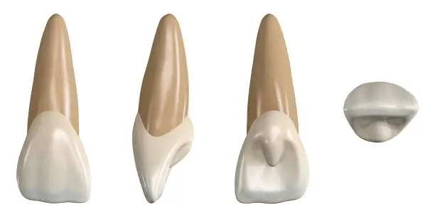 Photo of Permanent upper central incisor tooth. 3D illustration of the anatomy of the maxillary central incisor tooth in buccal, proximal, lingual and occlusal views. Dental anatomy through 3D illustration