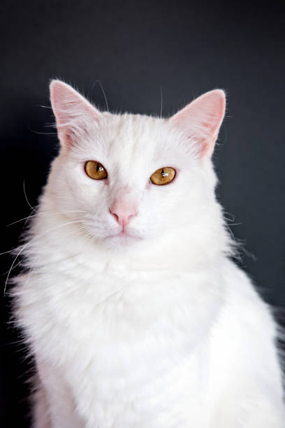 istock Cute white cat looking at camera on black background 1364674086