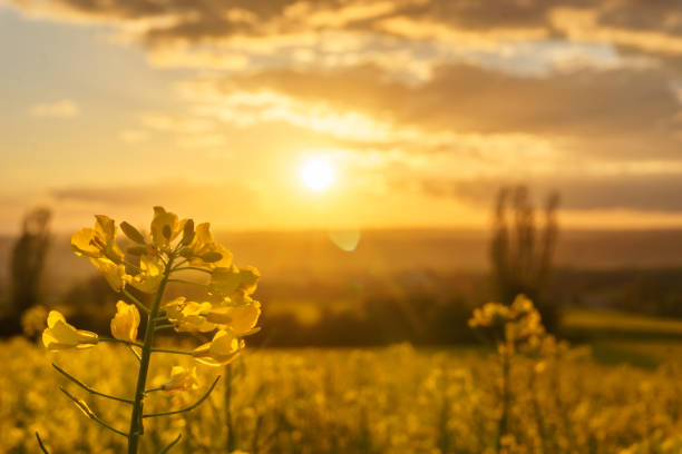 Detail of golden rape plant in golden sunlight over rural landscape with agricultural rape fields and group of trees, Eifel, Germany stock photo