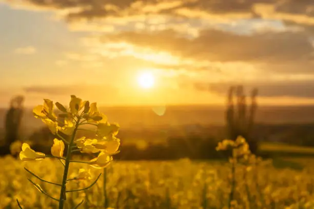 Photo of Detail of golden rape plant in golden sunlight over rural landscape with agricultural rape fields and group of trees, Eifel, Germany