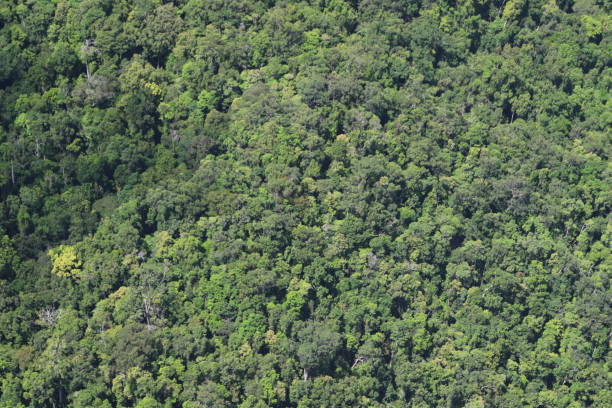 istock Full frame aerial shot of rainforest 1364674812