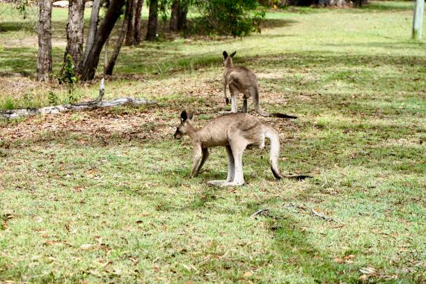 istock What's out there? Kangaroo vision! Gladstone Region, Queensland 1364675055