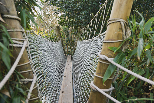 Suspended wooden bridge in the jungle