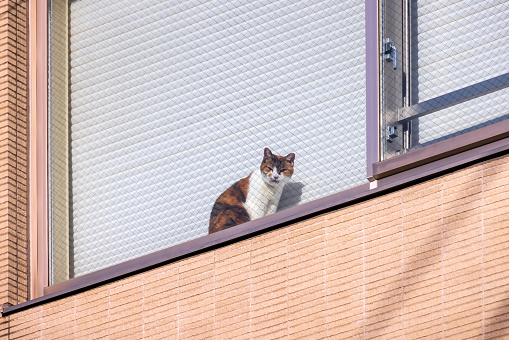 A cute cat looking out by the window of an apartment