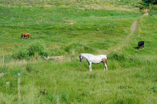 2 cows and a white horse on a green field