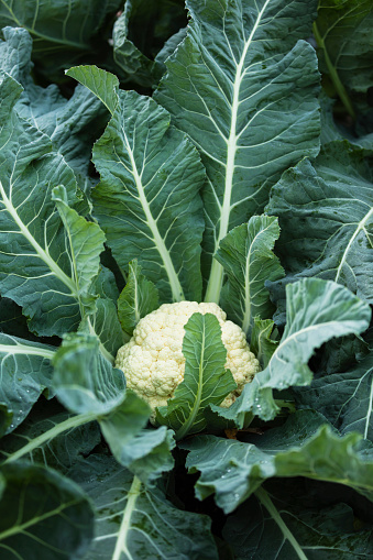 A head of cauliflower growing in a community garden, ready for harvest.