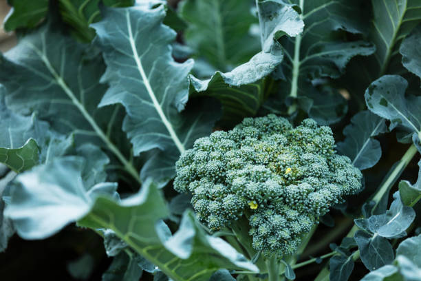 istock Broccoli growing in community garden 1364679415