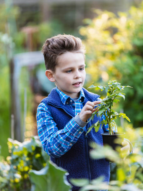 istock Multiracial boy examining plant in community garden 1364679421