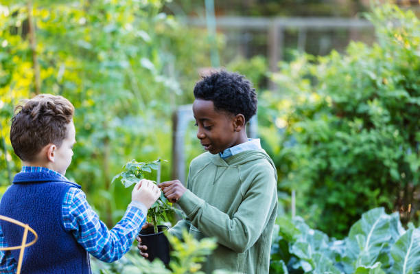 istock Multiracial boys examining plant at community garden 1364679461