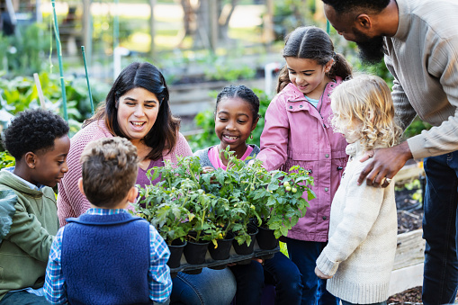 Two adults with a group of five multiracial children learning and having fun at a community garden. They are all gathered around an Hispanic woman holding a tray of potted tomato plants. They are conversing, smiling and touching the leaves. The boys and girls are 4 to 10 years old.