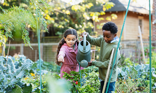 Two multiracial children taking care of plants at a community garden. The 10 year old African-American boy is watering pepper plants. His friend, a 7 years old Hispanic girl, is pointing, telling him where to pour the water.