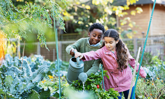 Two multiracial children taking care of plants at a community garden. The 10 year old African-American boy and his friend, a 7 years old Hispanic girl, are holding a watering can together, pouring water on the pepper plants.
