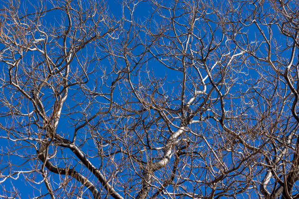 istock Elm tree branches and limbs backed by a blue sky 1364680305