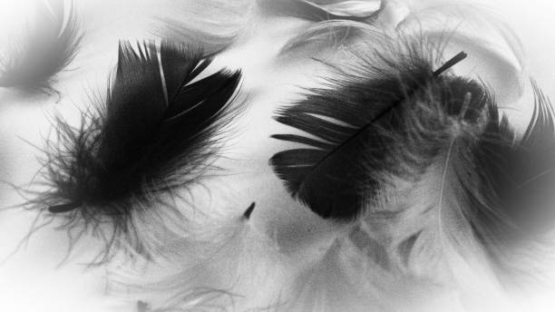 istock Black and white image of feathers as a background. Light curved fluffy feathers scattered on a white background 1364681703