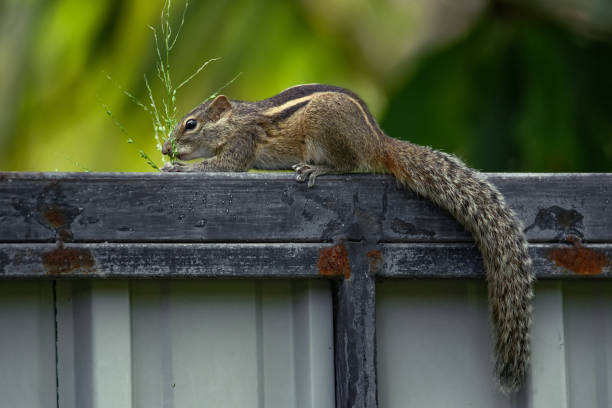 istock Closeup of a Three striped Palm Squirrel 1364682234