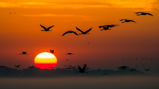 A huge flock of birds. Common Crane (Grus grus). Hortobagy National Park. Hungary.