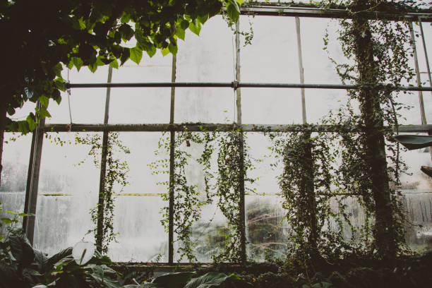 istock Greenhouse window wall thickly covered by vines and leaves in silhouette 1364686945