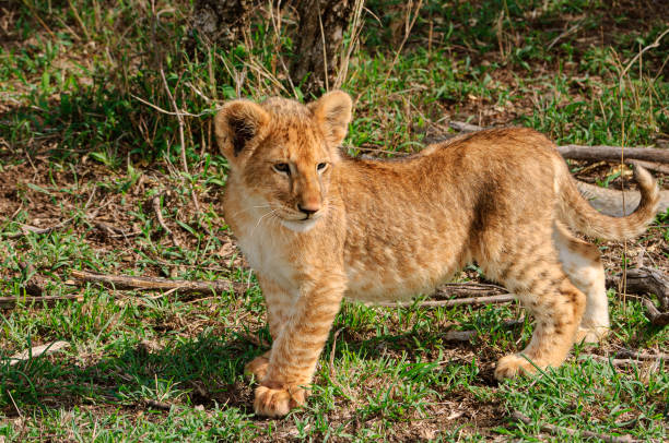 istock Wild Growling Lion Cub 1364687486