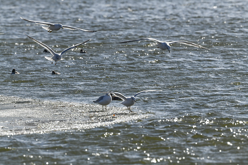 Sea gulls positioning to catch fish in water beside ice on a cold windy day in Colorado Springs, Colorado in western United States of America (USA).