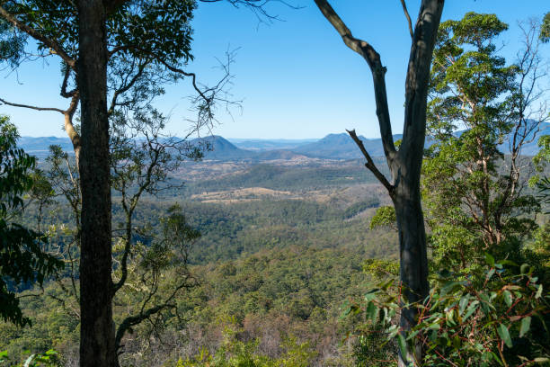 istock View between tall trees across expansive landscape 1364690490