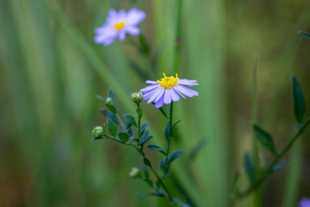 Close-up of beautiful Kalimeris indica flowers