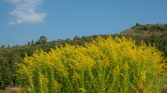 Wild Common Goldenrod Herb blooms in summer