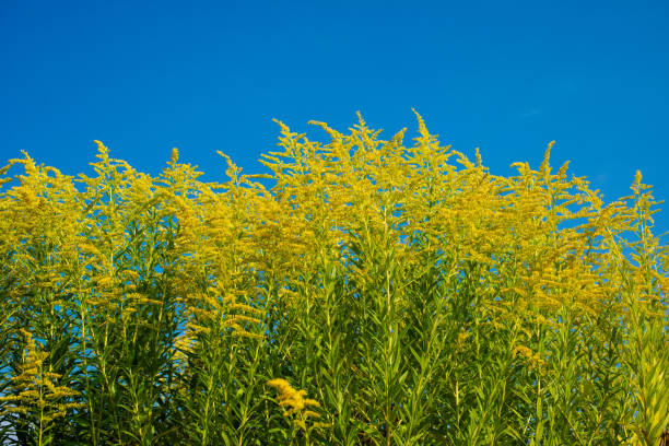 Lush Common Goldenrod Herb in a field of blue sky Wild Common Goldenrod Herb blooms in summer ragweed stock pictures, royalty-free photos & images