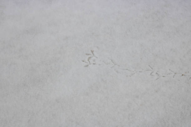 istock Footprints of birds on the white snow.Winter background 1364693619